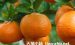 橘子的功效与作用，橘子吃多了皮肤会变黄是真的吗