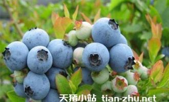 蓝莓的功效与作用，蓝莓怎么洗才干净？