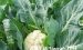 花椰菜的功效与作用？花椰菜可能有助应对新冠病毒！