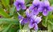 紫花地丁的功效与作用，紫花地丁能治妇科病吗？