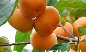 脆柿子的功效与作用，脆柿子不能和什么一起吃？