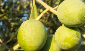 橄榄的功效与作用，橄榄一天可以吃多少个？