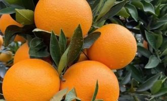 橙子的功效与作用，橙子怎么保存的时间长？